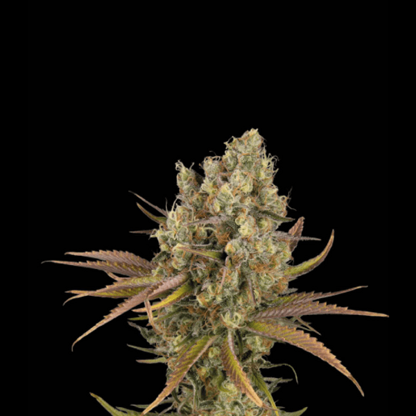 Cannabis der Sorte Santa Marta Haze Auto