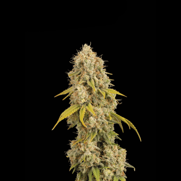 Cannabis der Sorte Santa Marta Haze Fem