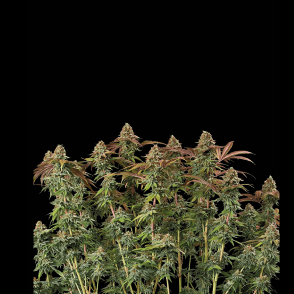 Cannabis der Sorte Terp & Tonic Auto