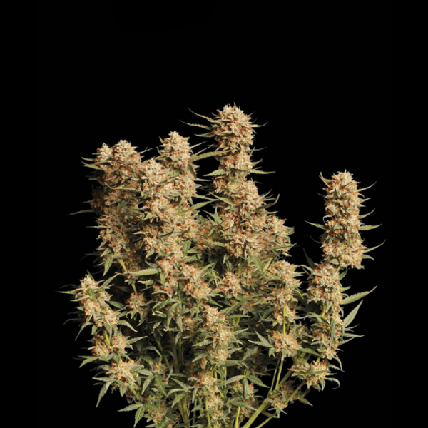 Cannabis der Sorte Thunder Banana Auto