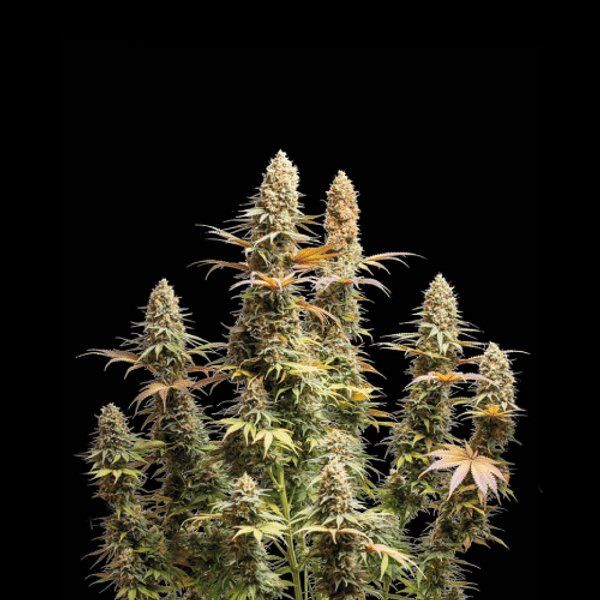 Cannabis der Sorte Triton Biscotto Lime Fem