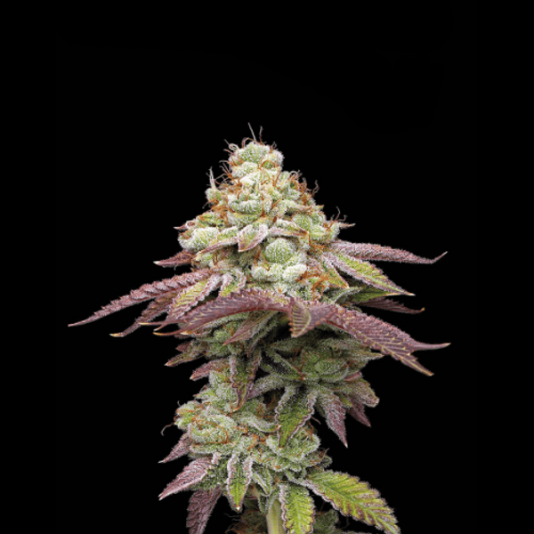 Cannabis der Sorte Tropical Zmoothie Fem