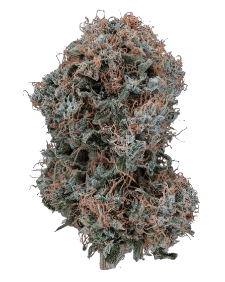 Cannabis der Sorte Afghani Bullrider