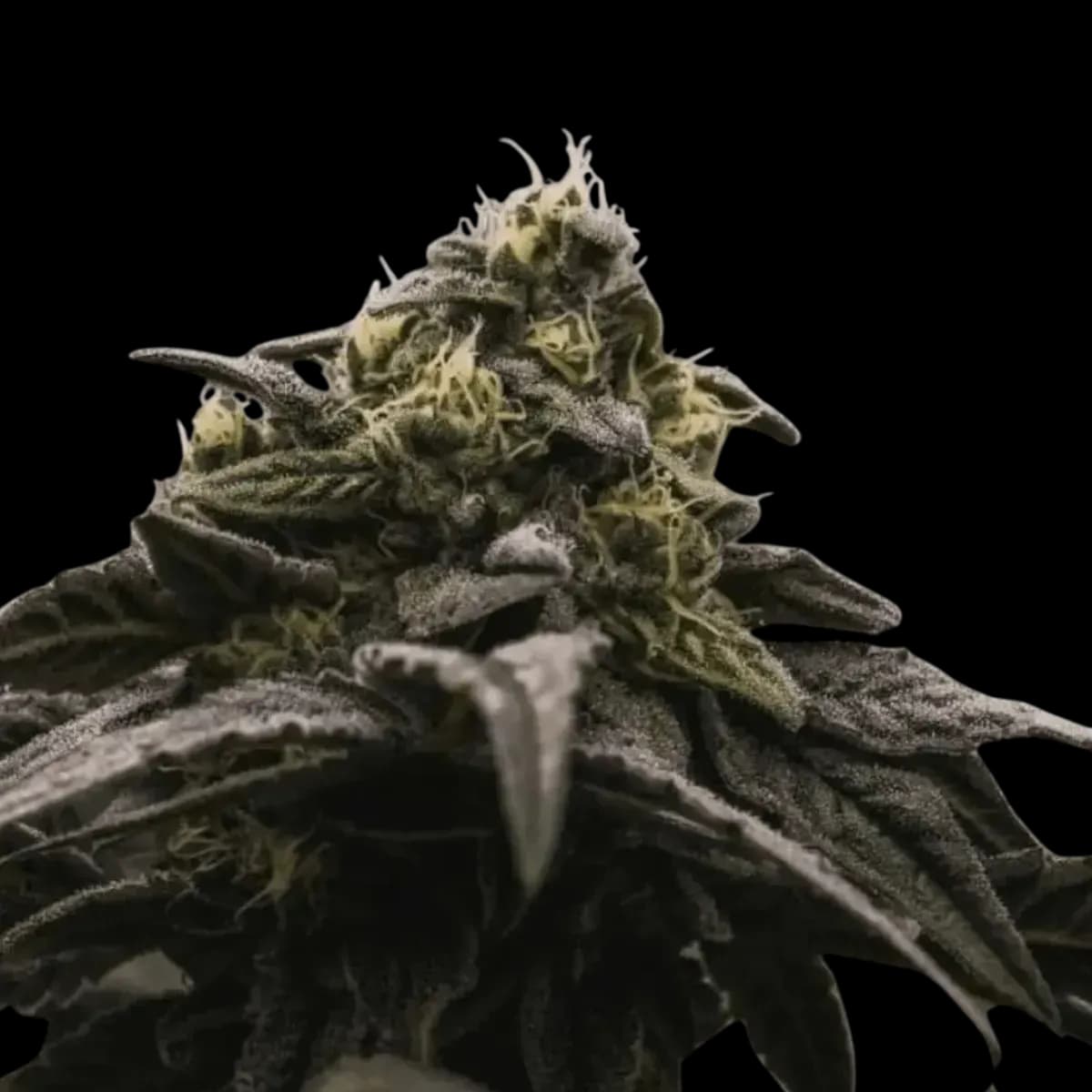 Cannabis der Sorte Apple Rock Candy