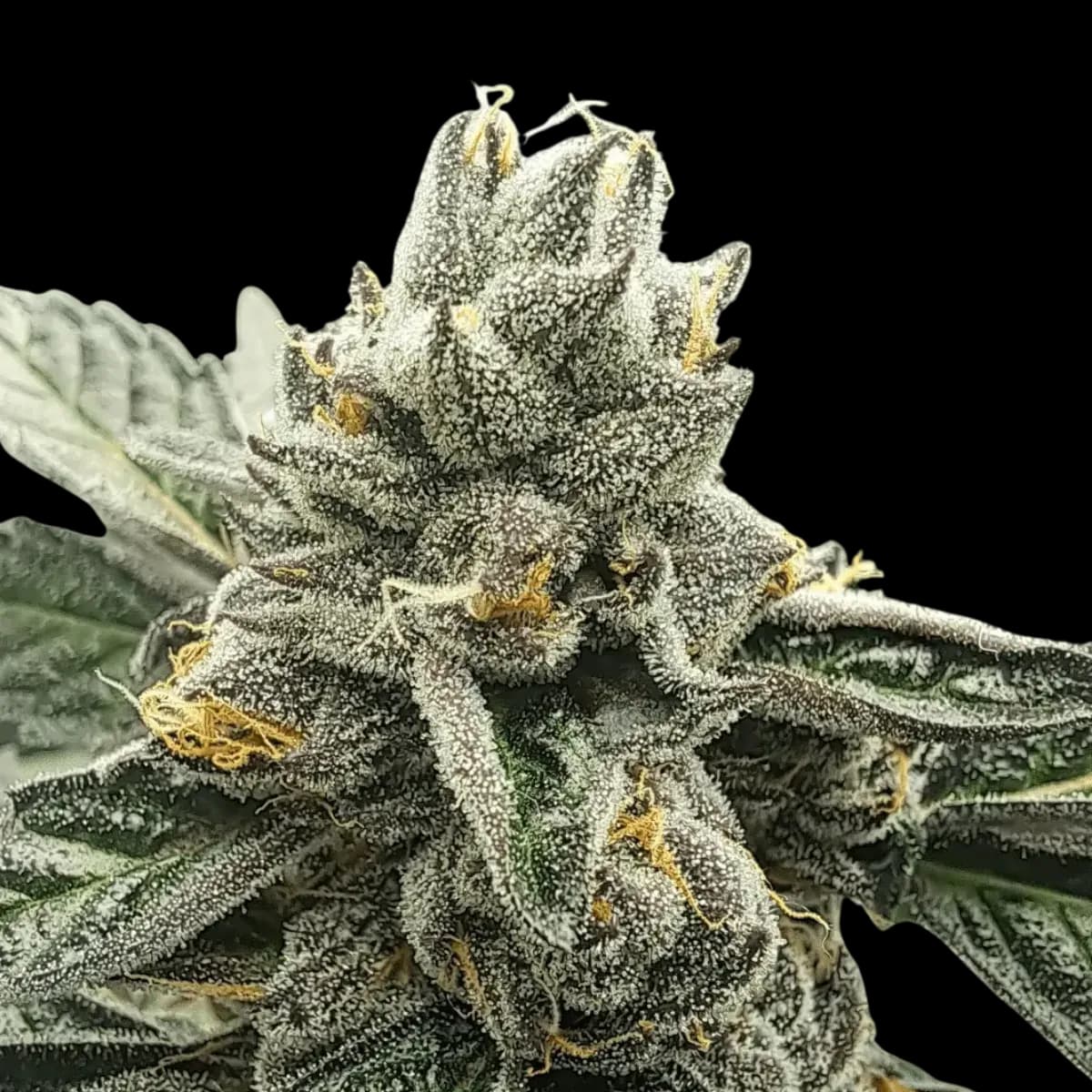 Cannabis der Sorte Apples & Bananas x Jealousy