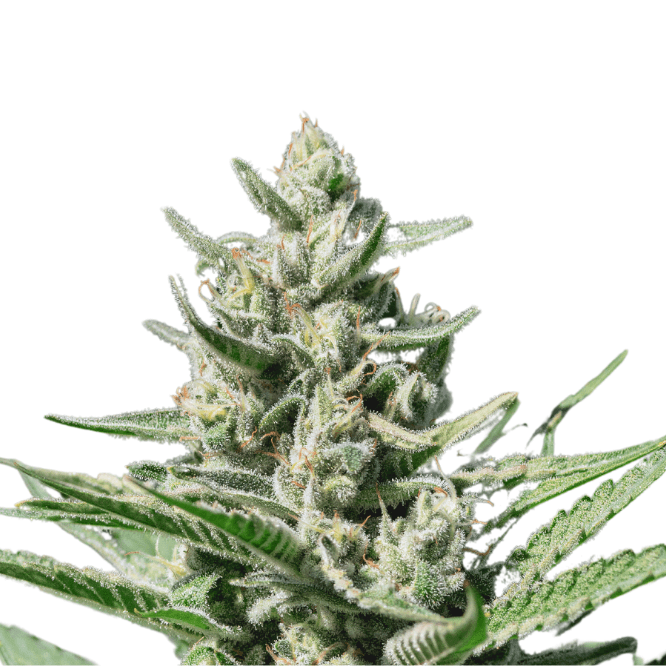 Cannabis der Sorte Black Cherry Punch