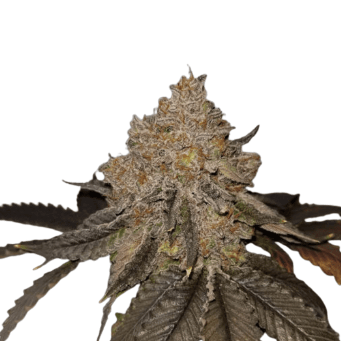 Cannabis der Sorte Black Label