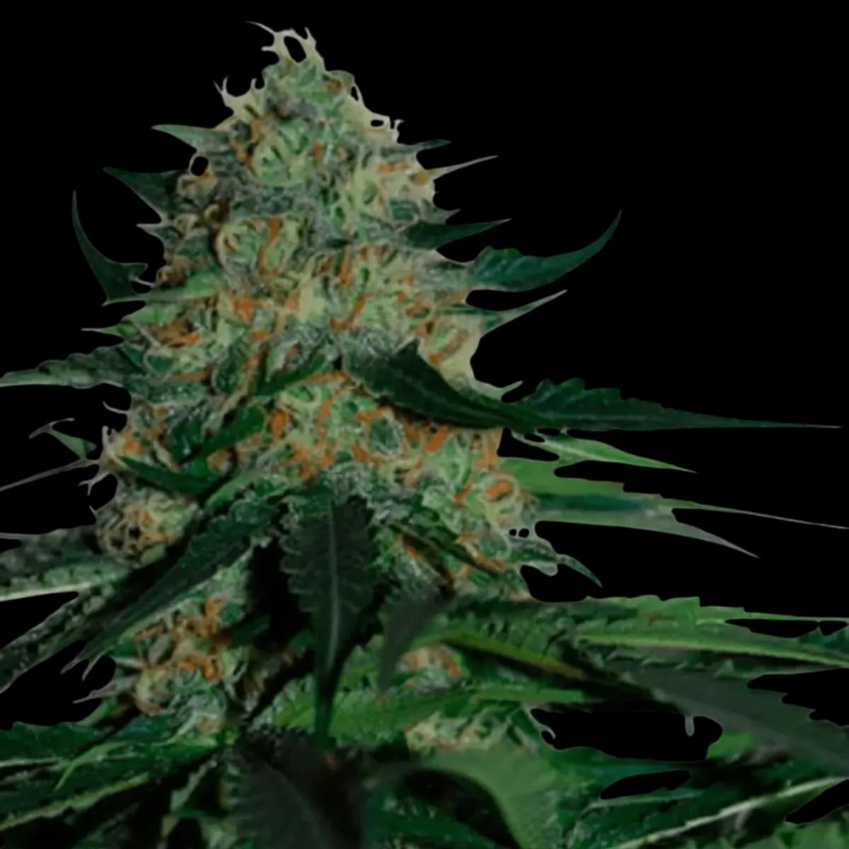 Cannabis der Sorte Black Pineapple