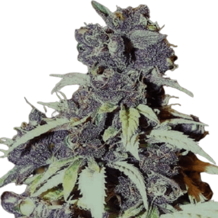 Cannabis der Sorte Blue Wizard