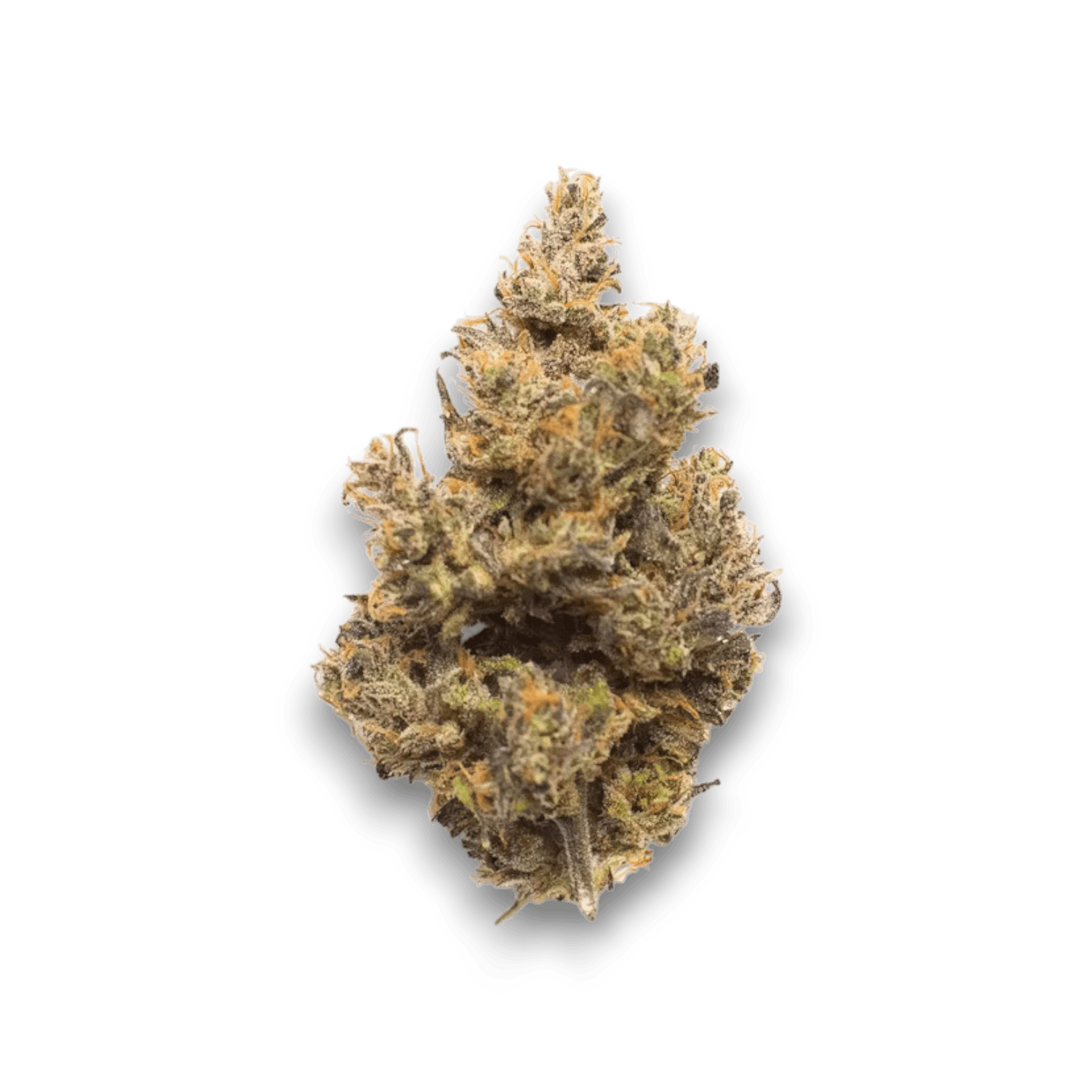 Cannabis der Sorte Blueberry Pancakes