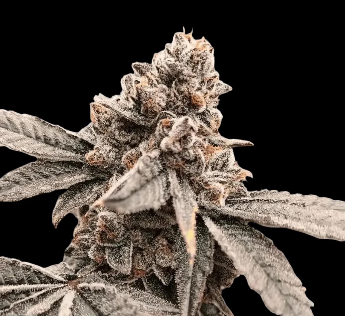 Cannabis der Sorte Bomb Popz