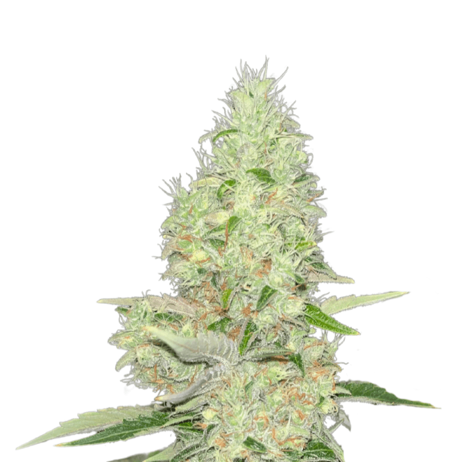 Cannabis der Sorte Bubba Kush