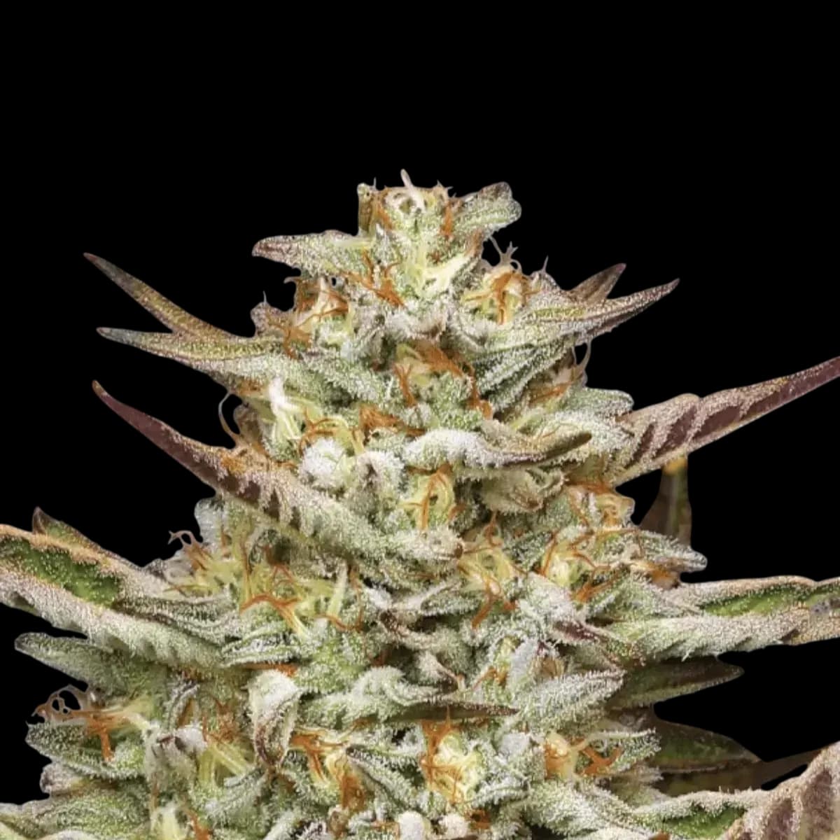 Cannabis der Sorte Cali x Gazzy