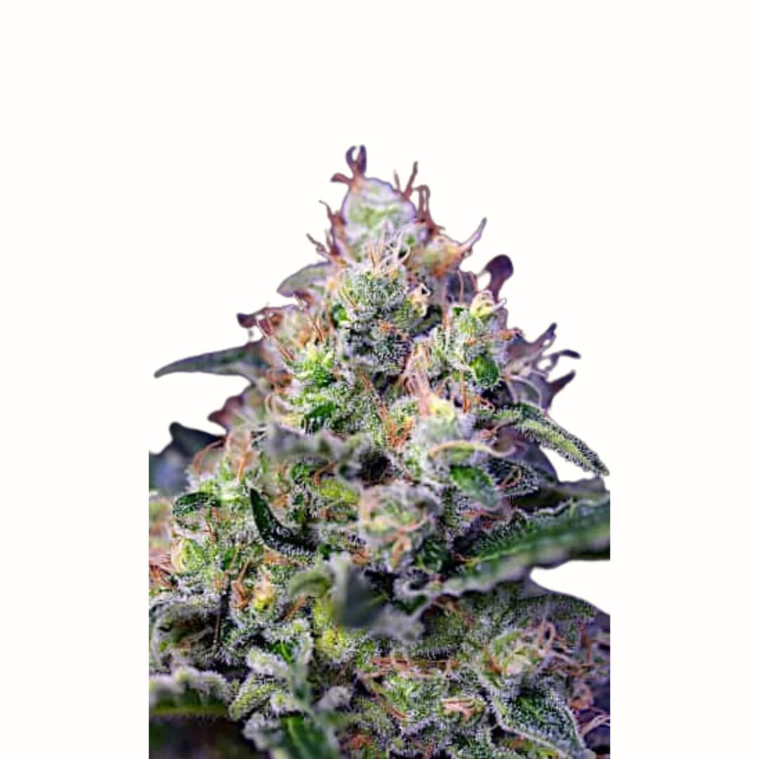 Cannabis der Sorte Caramel