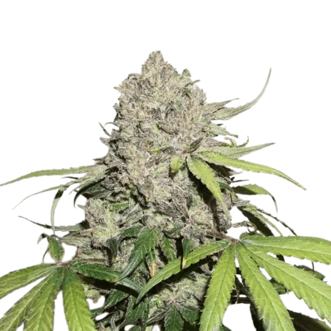 Cannabis der Sorte CBD Charlotte’s Angel