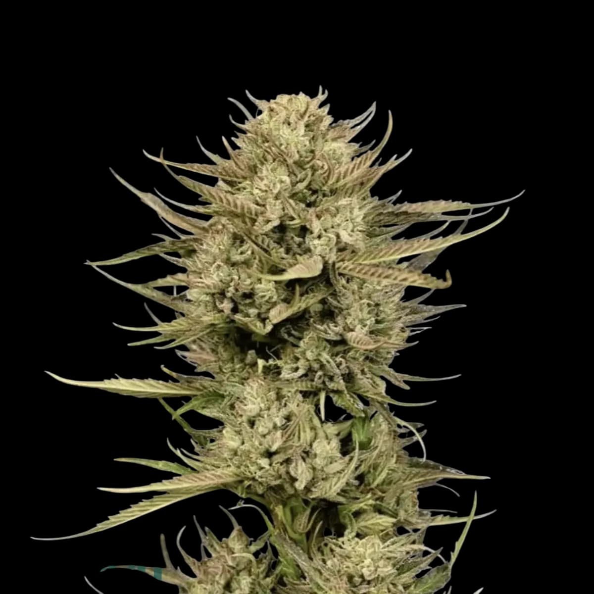 Cannabis der Sorte Cherry Cocktail