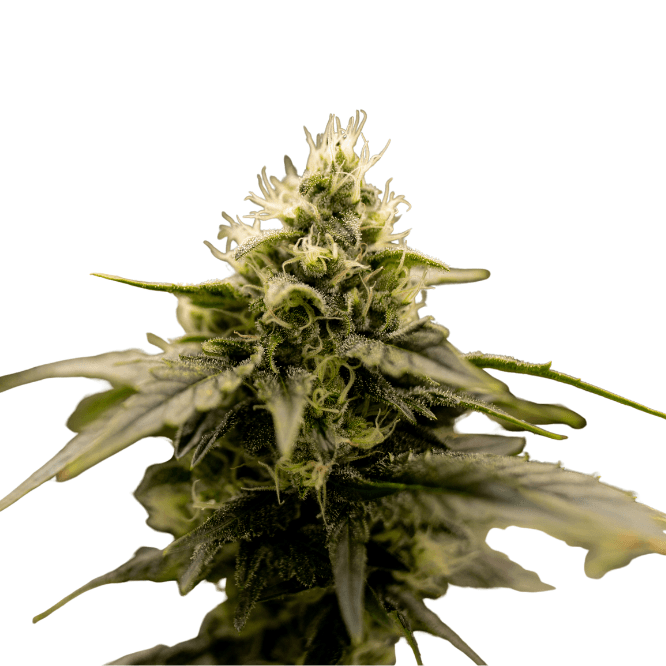 Cannabis der Sorte Cold Creek Kush