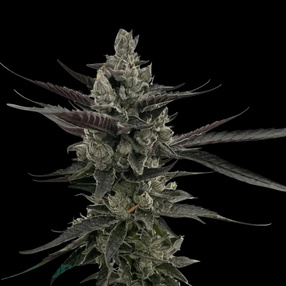 Cannabis der Sorte Daily Grape