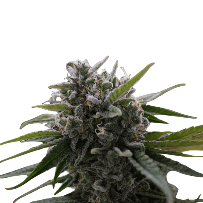 Cannabis der Sorte Dark Shadow Haze