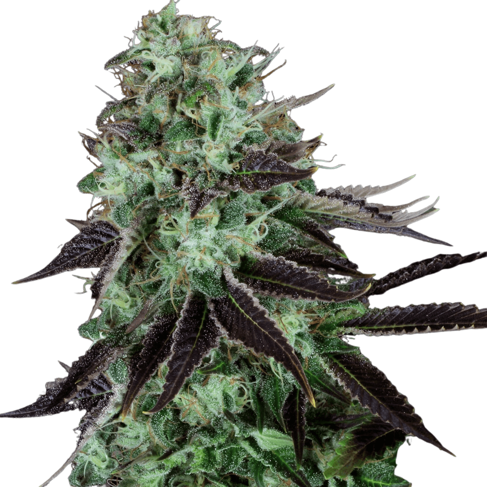 Cannabis der Sorte Dark Star
