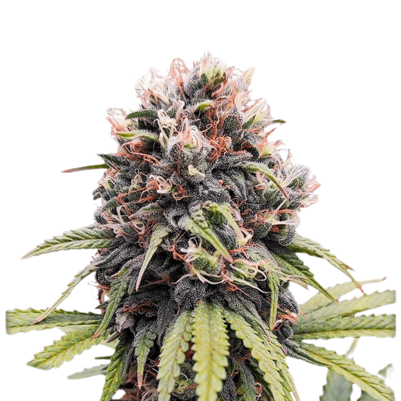 Cannabis der Sorte Euforia