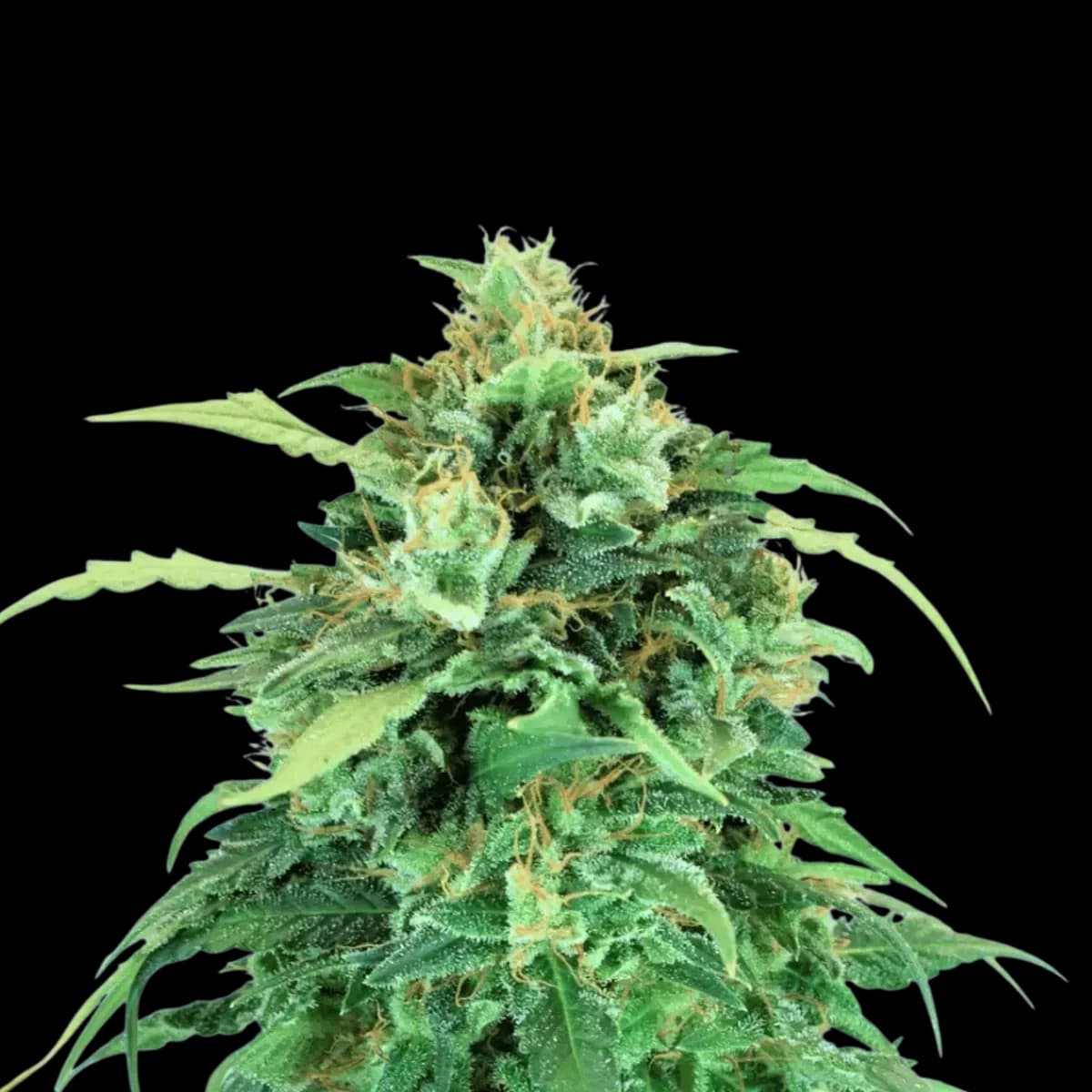 Cannabis der Sorte Frozen Lemon Haze