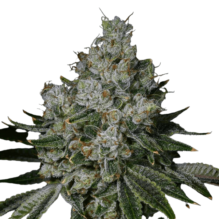 Cannabis der Sorte Garlic Breath