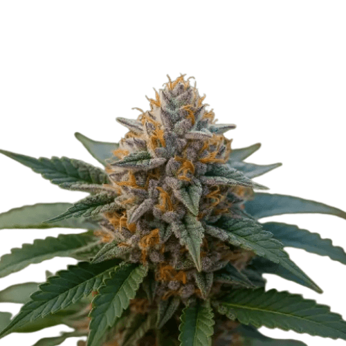 Cannabis der Sorte Gelato