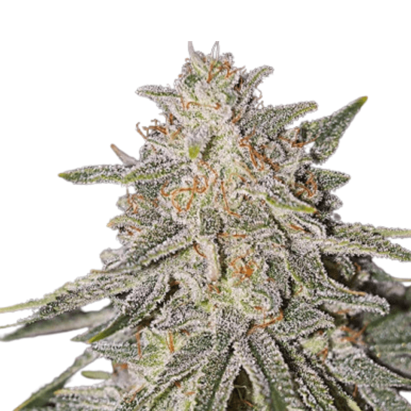 Cannabis der Sorte Glueberry OG