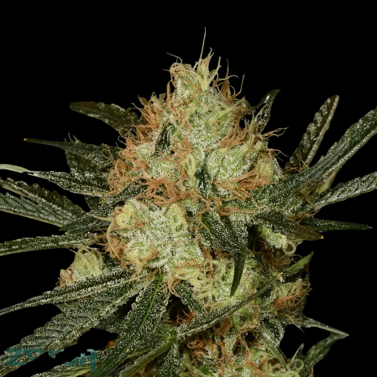 Cannabis der Sorte Golden Goat