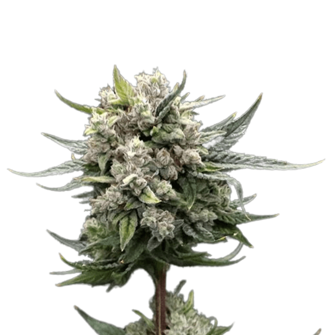 Cannabis der Sorte GG4