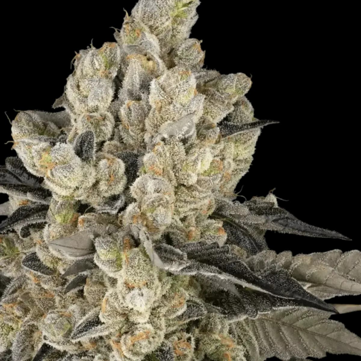 Cannabis der Sorte Governmint Oasis