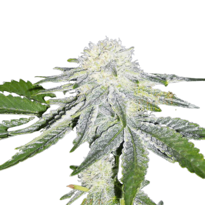 Cannabis der Sorte Herijuana