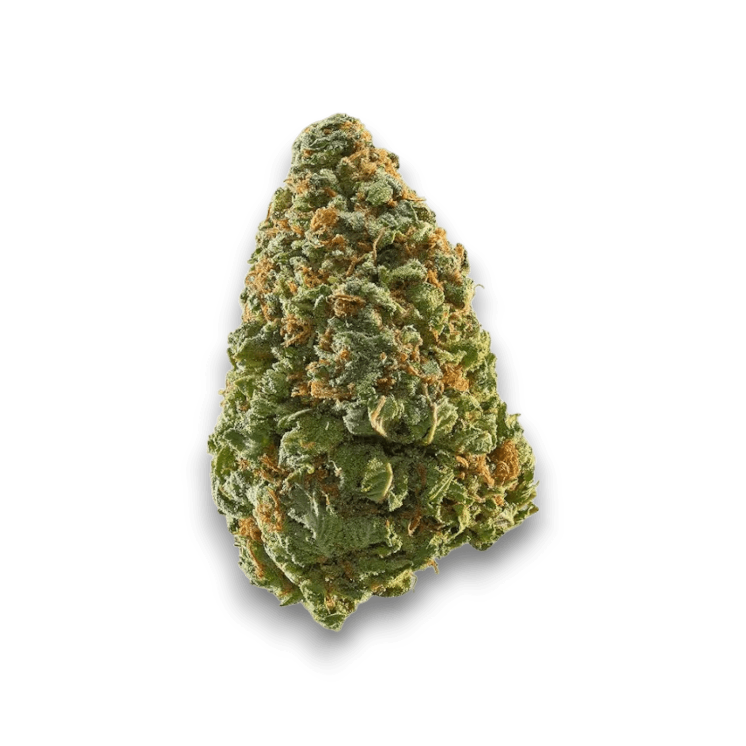 Cannabis der Sorte High Society