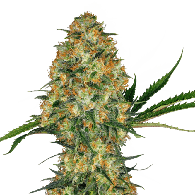 Cannabis der Sorte Hindu Kush