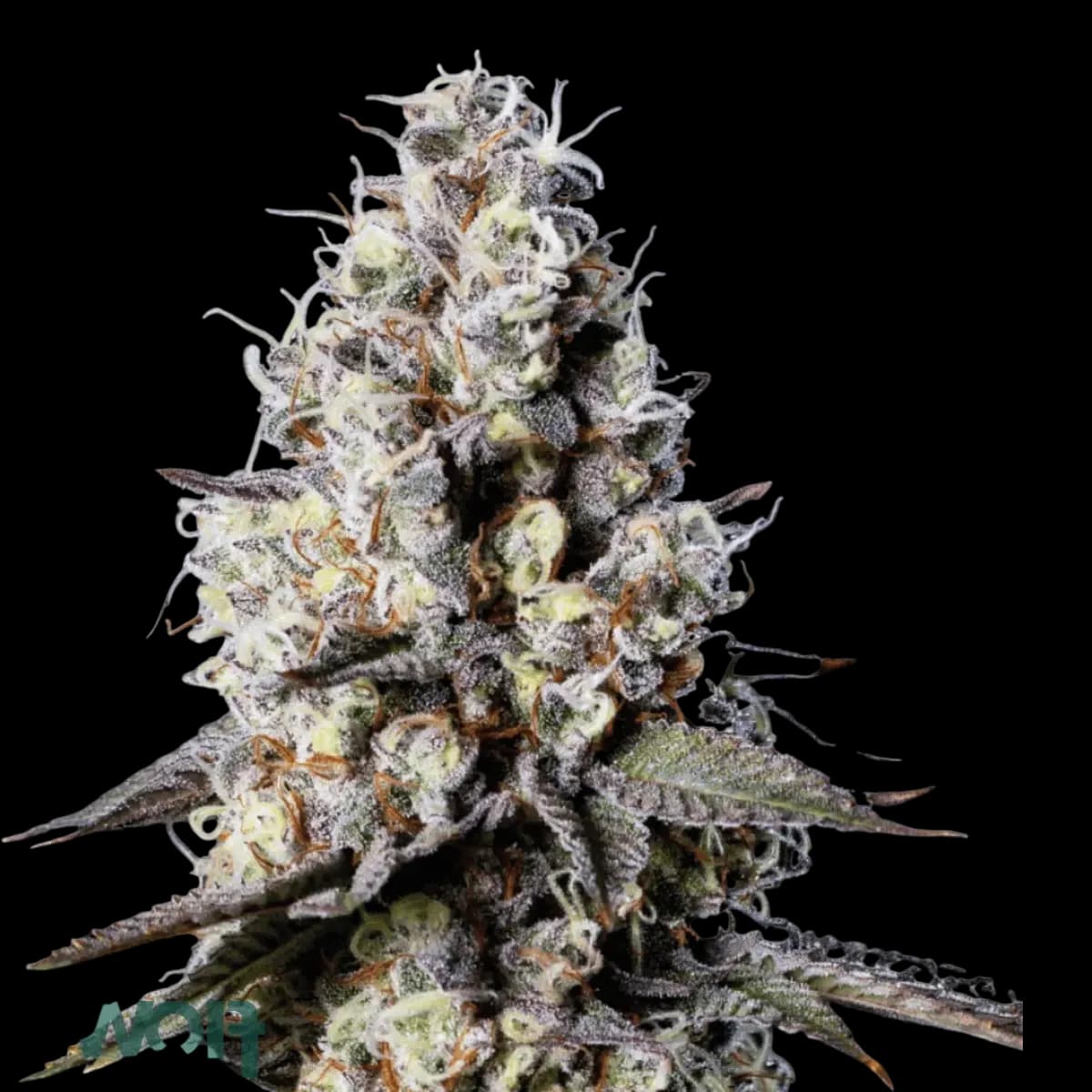 Cannabis der Sorte Integrator