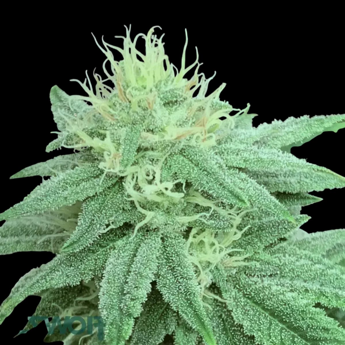 Cannabis der Sorte Inzane in the Membrane