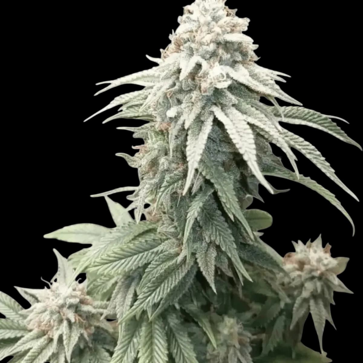 Cannabis der Sorte Junky Lemon