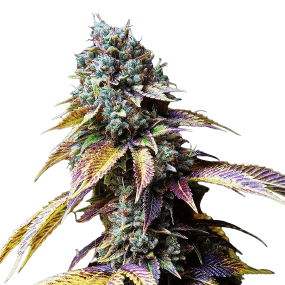 Cannabis der Sorte LA Confidential