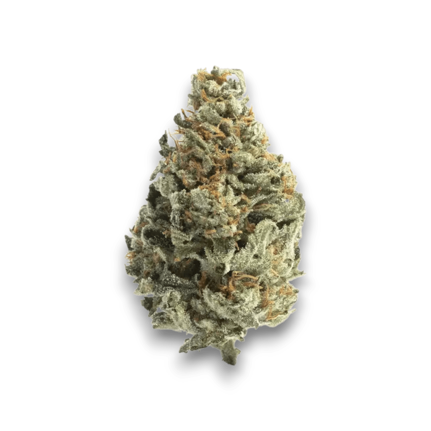 Cannabis der Sorte Legend OG