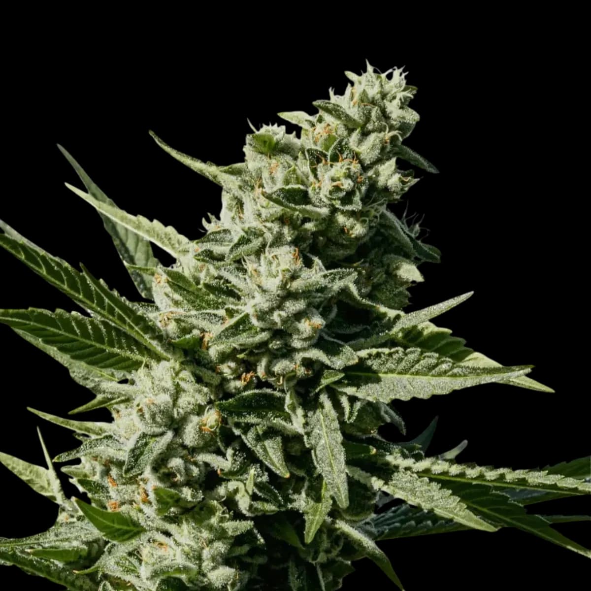 Cannabis der Sorte Liquid Imagination