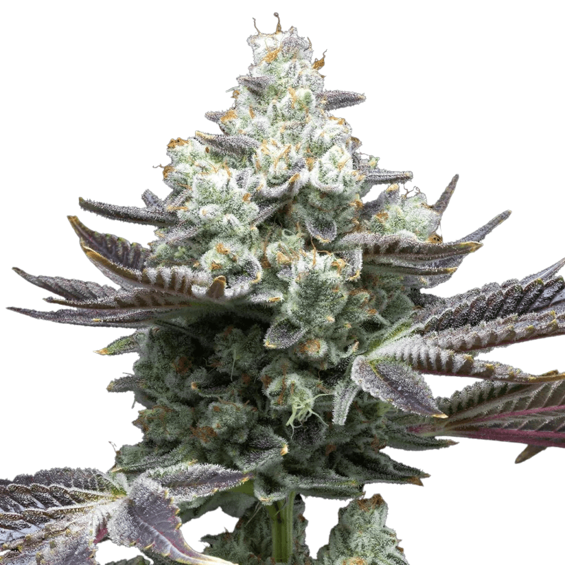 Cannabis der Sorte MAC 1