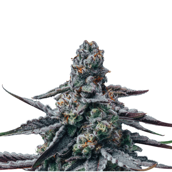 Cannabis der Sorte Mac Flurry