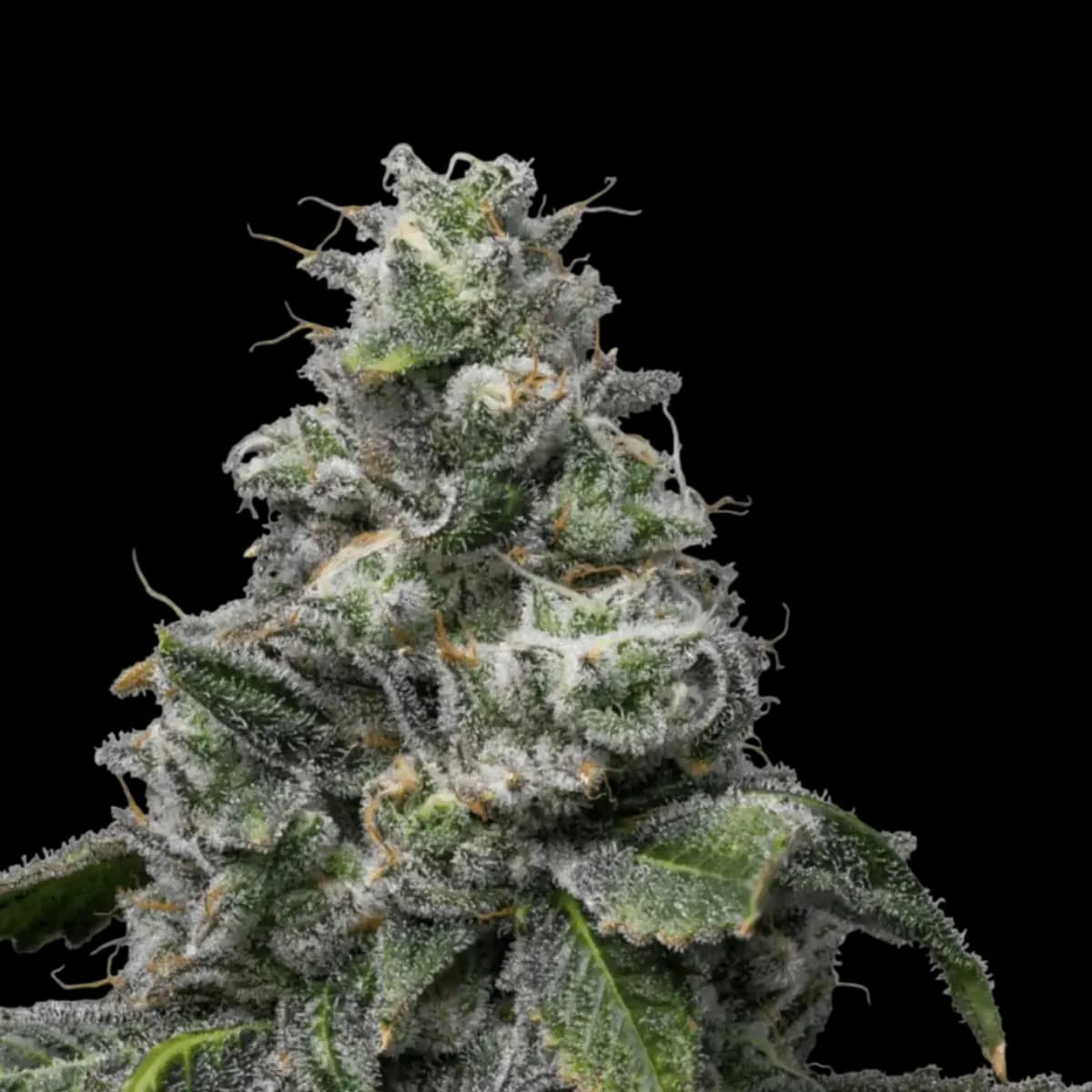 Cannabis der Sorte Mango Cream Cheese