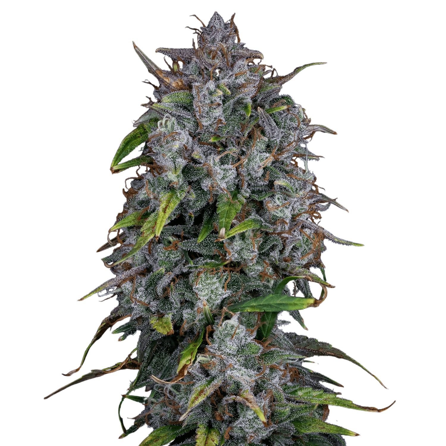 Cannabis der Sorte Mango Haze