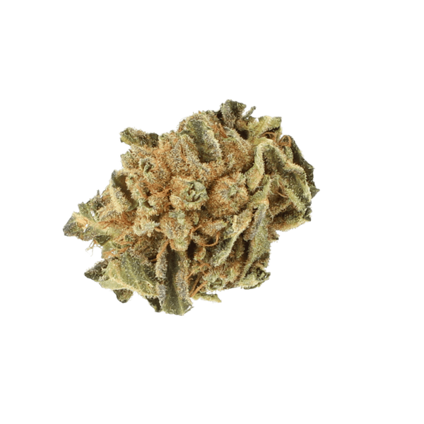 Cannabis der Sorte Master Kush