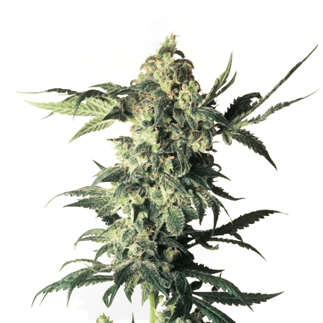 Cannabis der Sorte Northern Lights