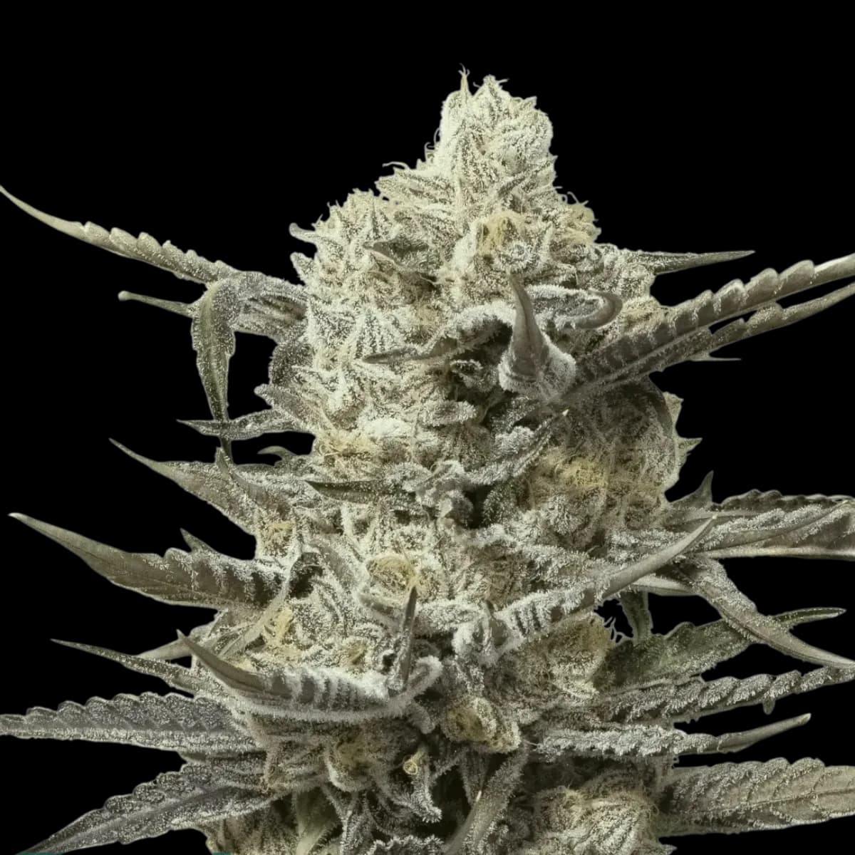 Cannabis der Sorte OG Watermelon