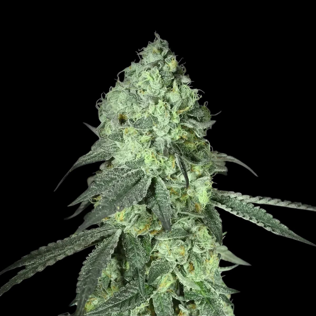 Cannabis der Sorte Permanent Midnight