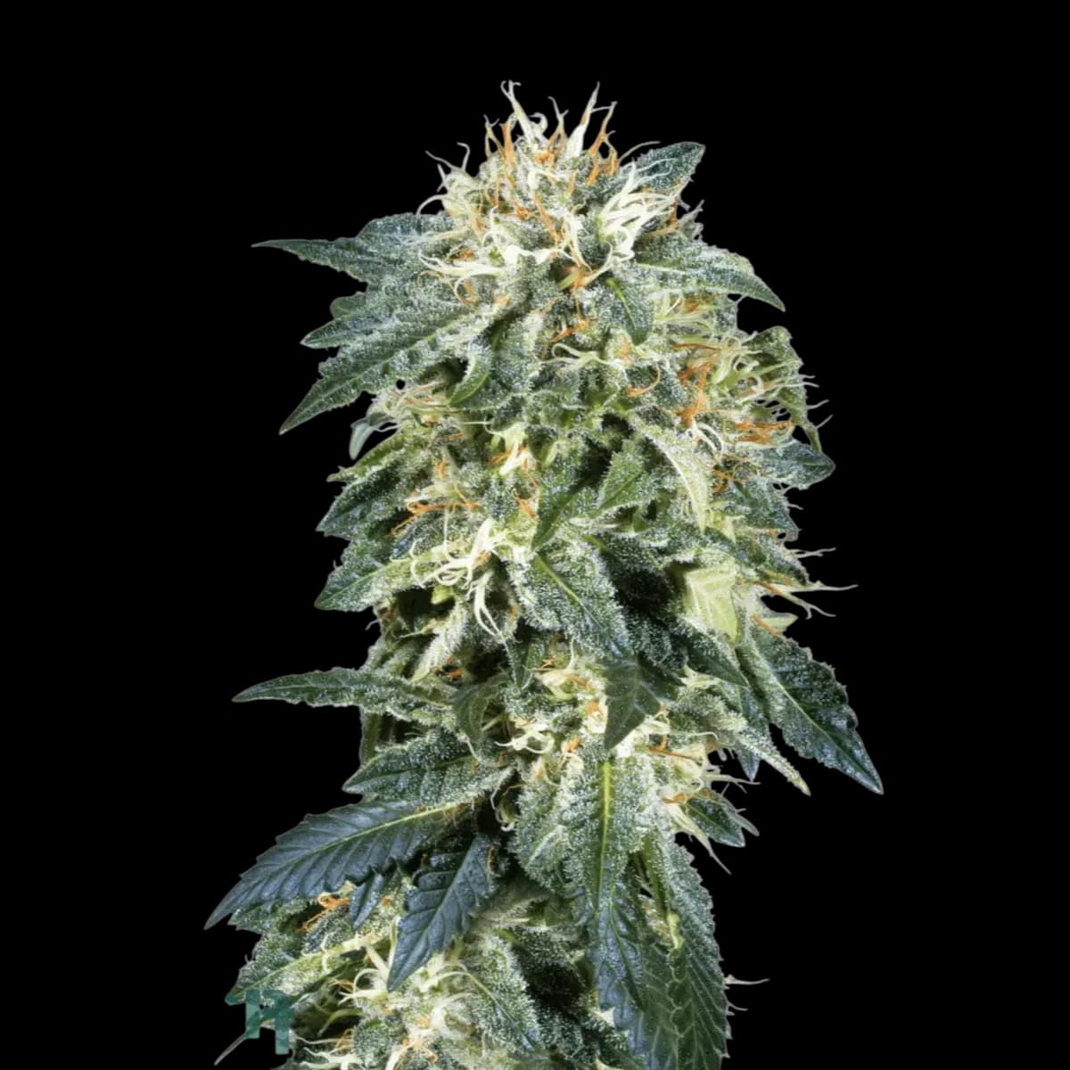 Cannabis der Sorte Pillow Kush